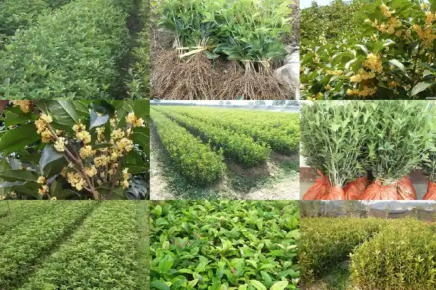 桂花树特性介绍1684457423038