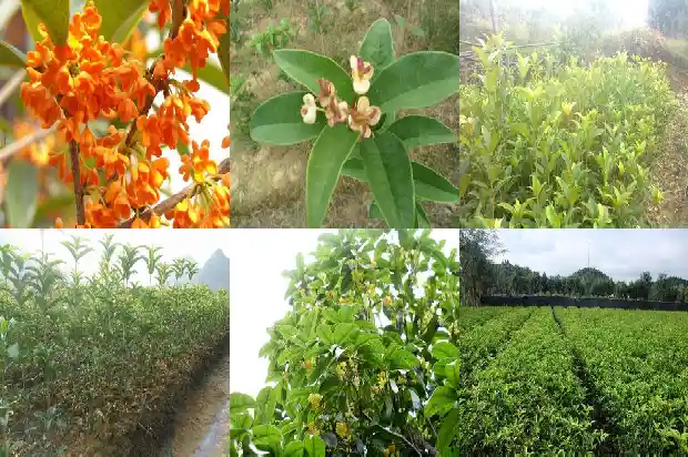 桂花树特性介绍1684457423085