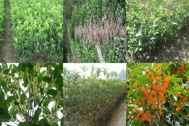 桂花树种类有多少个1684457444615