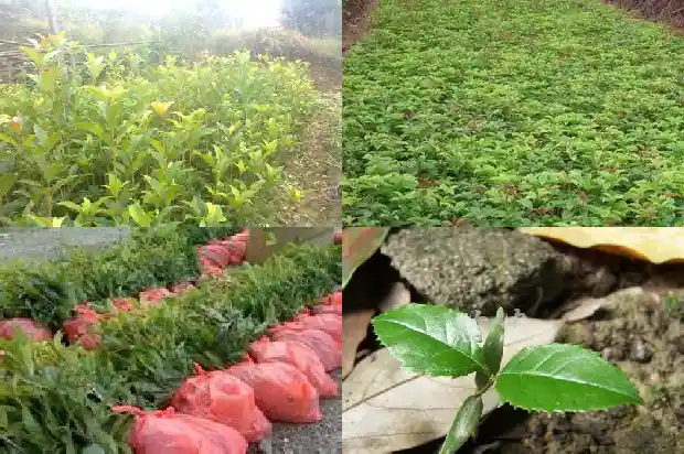 桂花树种类有多少个1684457444662