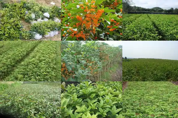 桂花树种类有多少个1684457444710