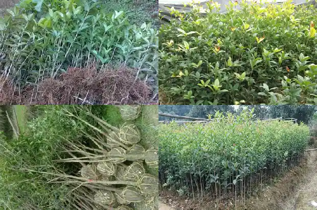 桂花树种类有多少个1684457444757
