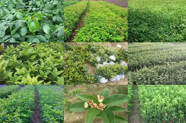 桂花的作用和禁忌1689121141890