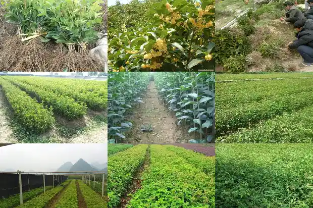 桂花树特性和种属有关系吗1684457489481