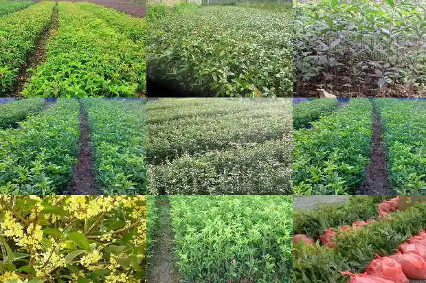 桂花树特性和种属有关系吗1684457489529