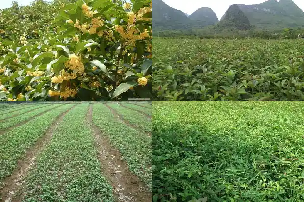 桂花树种类的分辨1684457496868