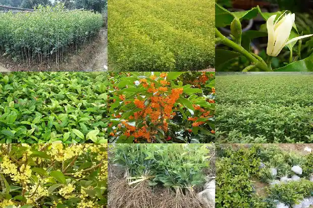 桂花树种类的分辨1684457496915