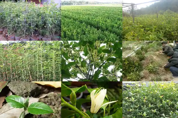 桂花树的数量比较1684457508495