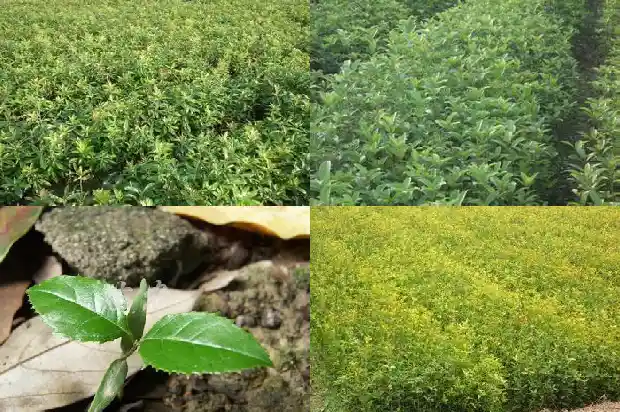 桂花树的数量比较1684457508543