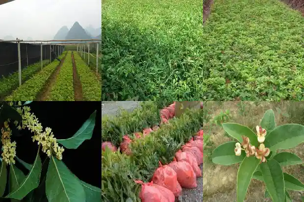 桂花树的数量比较1684457508590
