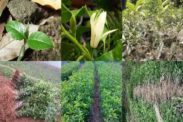 桂花树分布范围是多少1684457527876