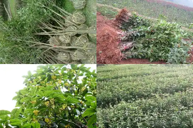 桂花树分布范围是多少1684457527923