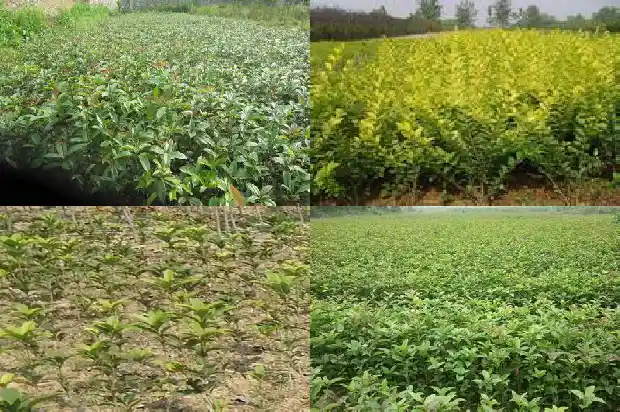 桂花树分布范围是多少1684457528019