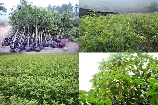 桂花树属于什么树种类型1684457539953