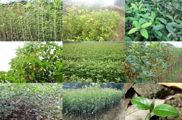桂花树属于什么树种类型1684457540000
