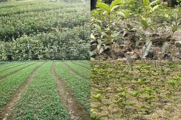 桂花树属于什么树种类型1684457540048