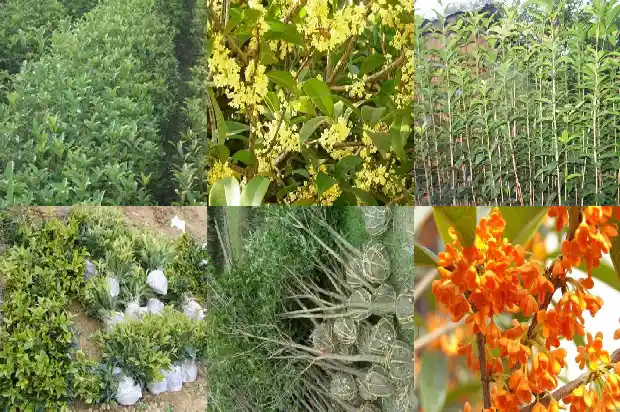 桂花树属于什么树种类1684457549593