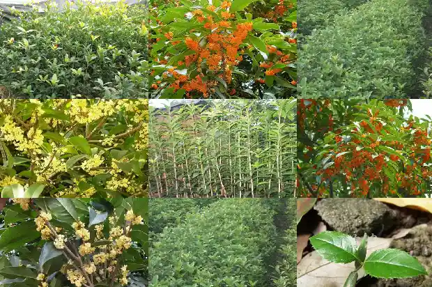 现在的桂花树是什么样子的1690158495662