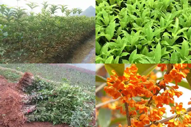 金桂和普通桂花树的区别1684457559166