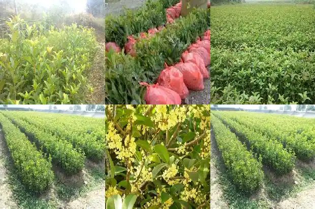 天香台阁桂花嫁接的好还是原生的好1690072558394