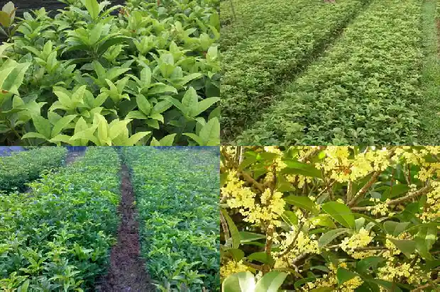桂花树什么品种最贵的最好看1690591031975