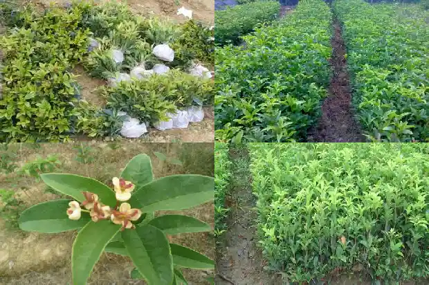 桂花树如何区分公母1684457566940