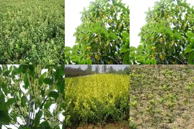 怎样辨别桂花树的好坏1684457576422