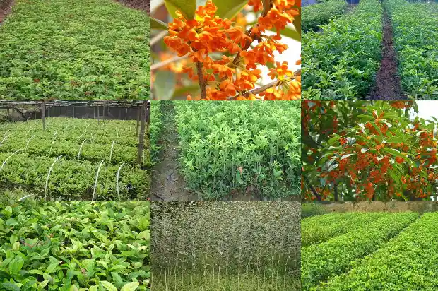 怎样辨别桂花树的好坏1684457576470