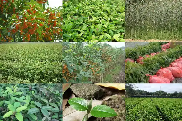 桂花树怎么辨别1684457587852