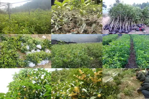 桂花树是雌雄异株吗1684457597192