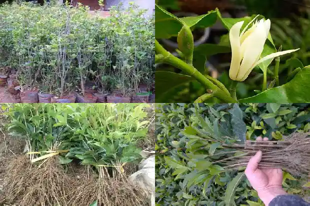 桂花树如何区分品种1684457604671