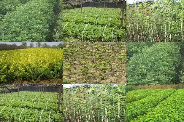 桂花树如何区分品种1684457604717
