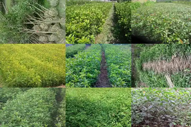 桂花树如何区分雌雄1684457611963