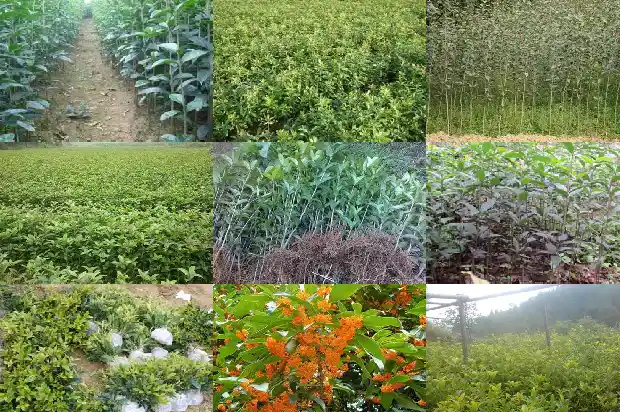桂花树如何区分雌雄1684457612009