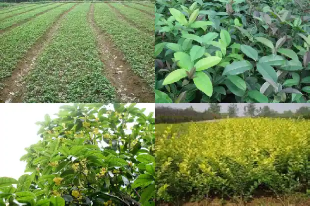 天香台阁桂花种植方法1690850174233