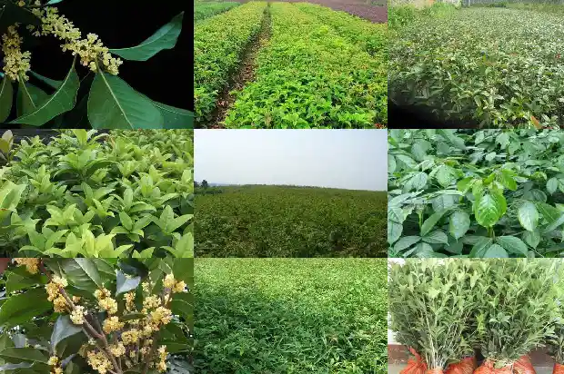 桂花树的生长季节1684457628498