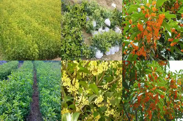 桂花树的生长季节1684457628543