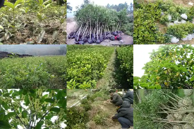 桂花树的生长季节1684457628589