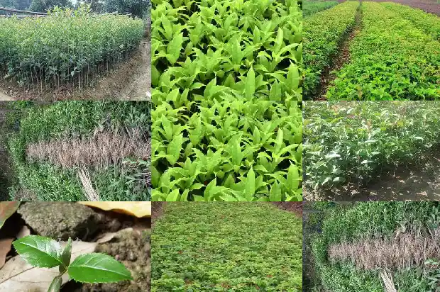桂花泡茶有什么功效?1689381222039
