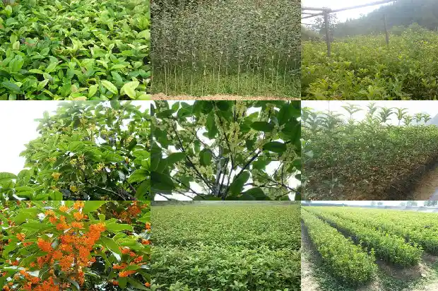桂花是几月开花的树木1684457639836