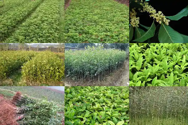 桂花是几月开花的树木1684457639929