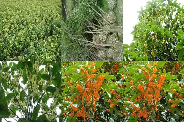 十一月开的桂花叫什么1684457651478