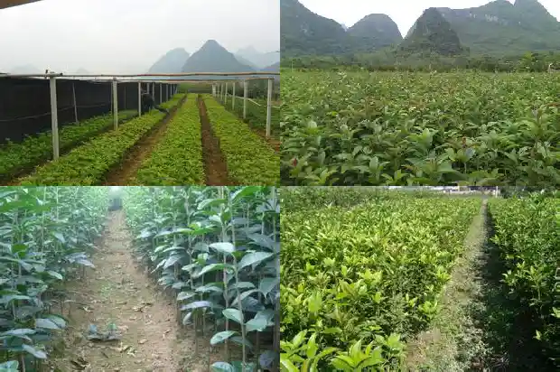 十一月开的桂花叫什么1684457651526
