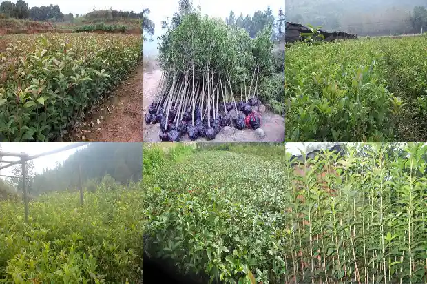 十一月开的桂花叫什么1684457651574