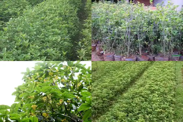 开花最香的桂花树是哪个品种的1684457663753