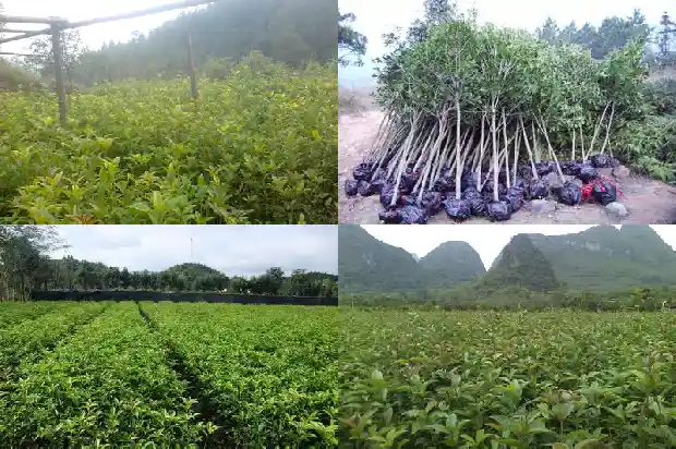 开花最香的桂花树是哪个品种的1684457663801