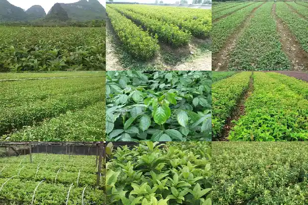 最香桂花树是哪种个品种1684457671032