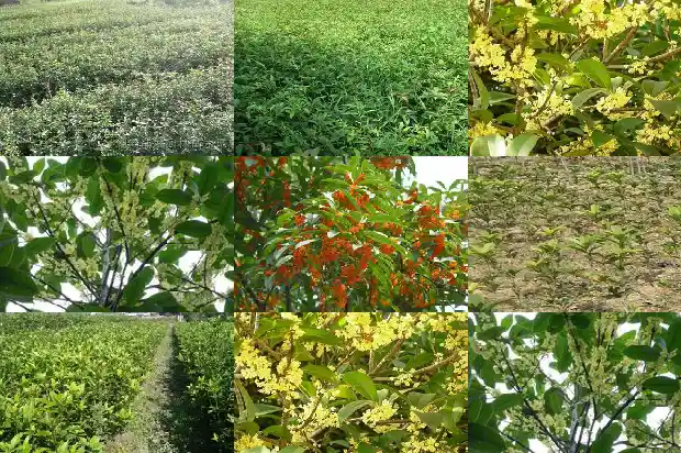 桂花树是什么季节种的植物1684457678676