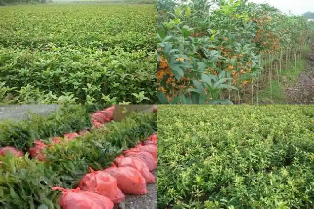 桂花树是什么季节种的呢1684457690736