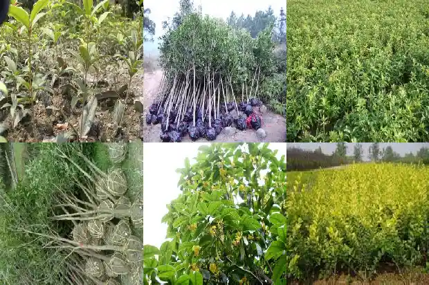 桂花树是什么季节种的呢1684457690782